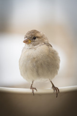 Closeup of a sparrow
