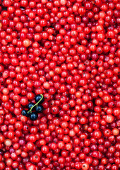 Fresh delicious organic red currant as a background