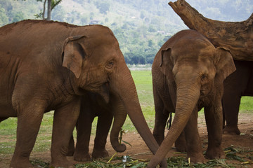 Fototapeta na wymiar A Herd of Asian Elephants