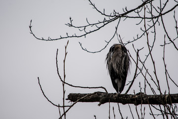 Sleeping Heron