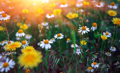 blured summer background with wild daisies at sunset.