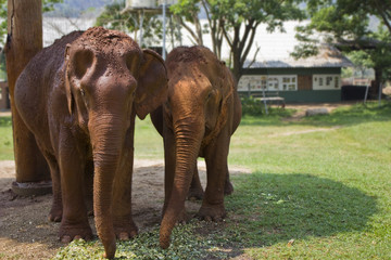 Fototapeta premium Two Female Asian Elephants