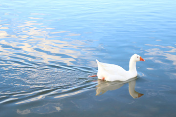 picture of a goose swimming with reflection