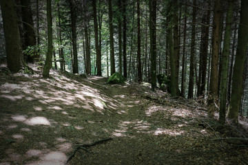 Black Forest hiking trail through the woods of Gertelbach in the Buehlertal, Germany