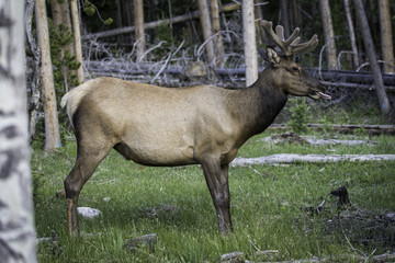 Naklejka na ściany i meble Elk in Colorado