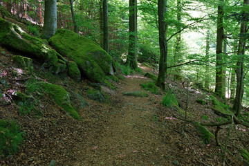 Black Forest hiking trail through the woods of Gertelbach in the Buehlertal, Germany