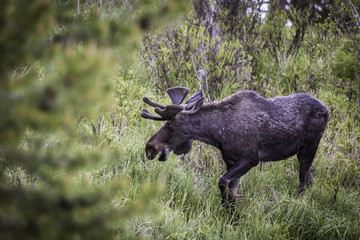 Bull Moose at Rocky Mountain National Park