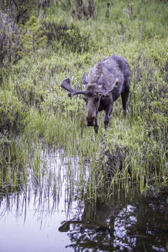 Bull Moose at Rocky Mountain National Park