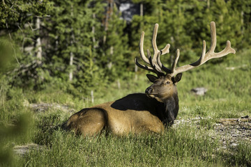 Naklejka na ściany i meble Elk in Colorado