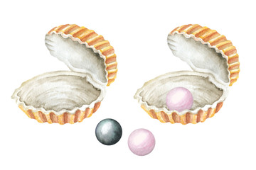 Sea shells. Watercolor illustration