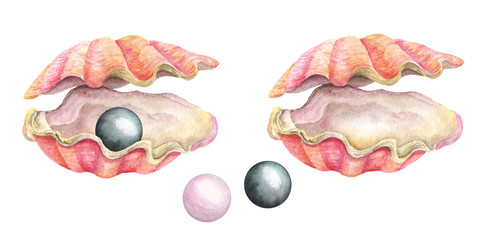 Sea shells. Watercolor illustration © Kateryna