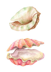 Sea shells. Watercolor illustration
