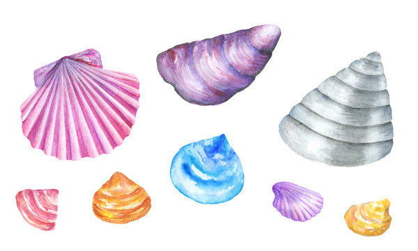 Sea shells. Watercolor illustration