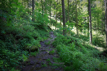 Obraz premium Black Forest hiking trail through the woods of Gertelbach in the Buehlertal, Germany