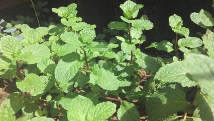 Mint leaves on sunny day
