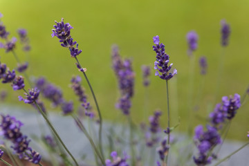 Lavender flowers