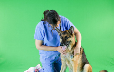 Obraz premium Green screen - Animal German Shepherd at the vet