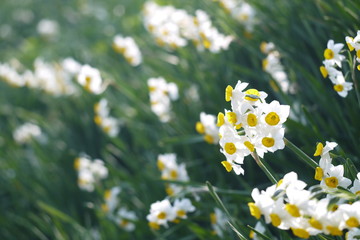 水仙 © miyakowasure