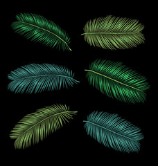 Fototapeta na wymiar palm leaf set