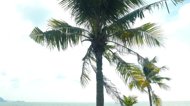Tropical beach and coconut palms in Haad Baan Amphur, Chon Buri, Thailand, Asia