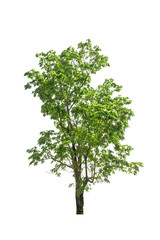 tree isolated, tree on white bacground, tree object.