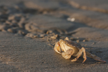 Close up of a crab on the shoreline at dawn