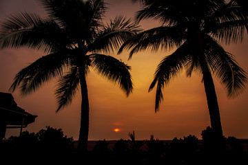 palm tree sunset