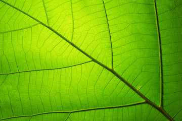Leaf texture pattern for spring background