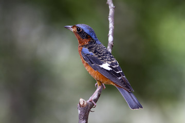 White throated rock thrush. This is a male passage migrant and winter visitor bird of Thailand. Its...