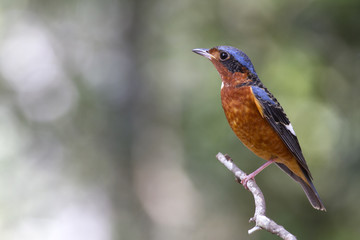 White throated rock thrush. This is a passage migrant and winter visitor bird of Thailand. Its habitat are evergreen forest, wooded gardens, secondary.