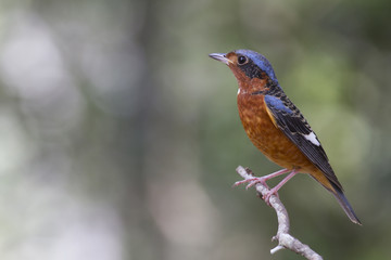 White  throated rock thrush.  This is a male passage migrant and winter visitor bird of Thailand. Its habitat are evergreen forest, wooded gardens, secondary.