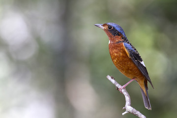 White  throats rock thrush. This is a male passage migrant and winter visitor bird of Thailand. Its habitat are evergreen forest, wooded gardens, secondary.
