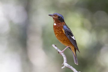 White-throated Rock thrush. This monticola gularis species has taken while it perched to Thailand during winter visited. It's a rare winter visitor bird of Thailand.     