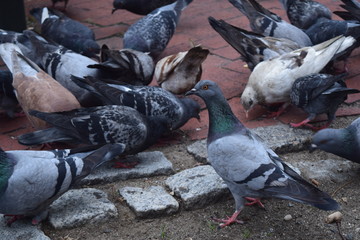 Pigeons Feeding Up Close