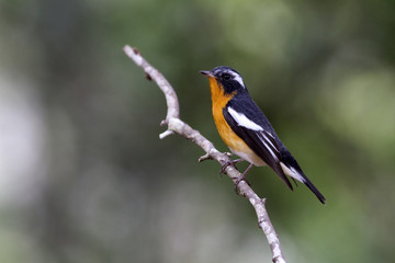 Mugimaki flycatcher (Ficedula mugimaki) This is a male passage migrant and winter visitor bird of Thailand. Its habitat are evergreen forest, wooded gardens, secondary.