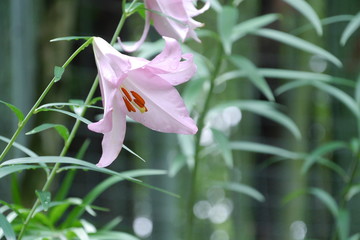 Obraz premium ササユリ