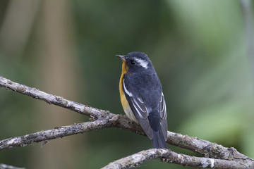 Mugimaki flycatcher (Ficedula mugimaki) This is a male passage migrant and winter visitor bird of Thailand. Its habitat are evergreen forest, wooded gardens, secondary.