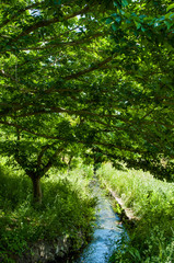 水路と新緑