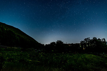 ホタルと星空