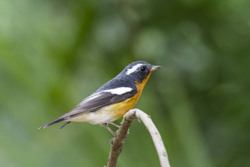 Mugimaki flycatcher (Ficedula mugimaki) This is a male passage migrant and winter visitor bird of Thailand. Its habitat are evergreen forest, wooded gardens, secondary.