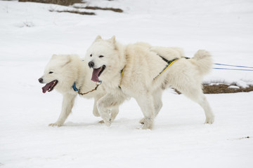 Sled dogs race