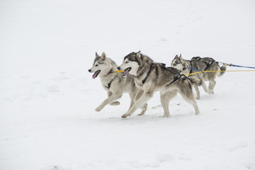 Sled dogs race