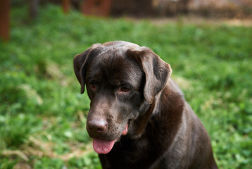 Dog, dog labrador, the dog stuck out his tongue