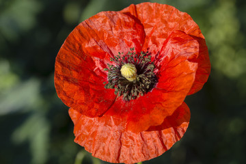 Flower of red poppy in a field of poppies. Wildflowers, close up