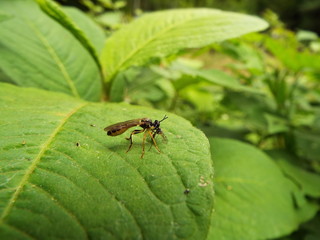 ハラボソムシヒキ 捕食 precarious on other insects