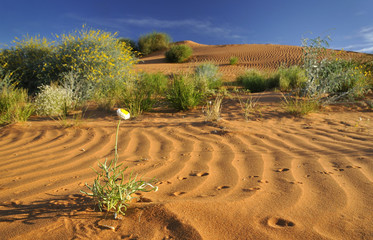 Desert flower blooms in early spring.