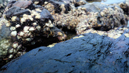 Death oyster shell on rock.