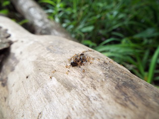 虫の死骸に群がるアリたち ants were swarming to dead