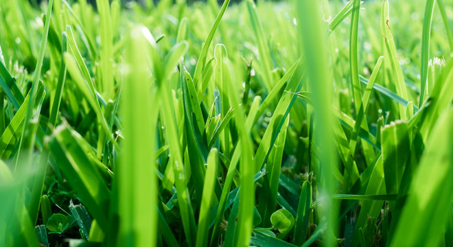 textured background - close up of green grass in the morning light