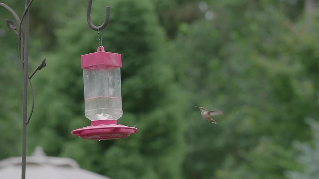 Slow Motion Calliope Hummingbird Flapping Wings With Feeder Shallow Depth of Field